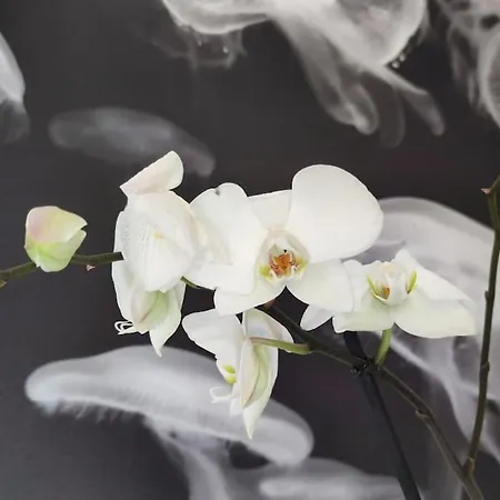 Apartamento U Curtigghiu